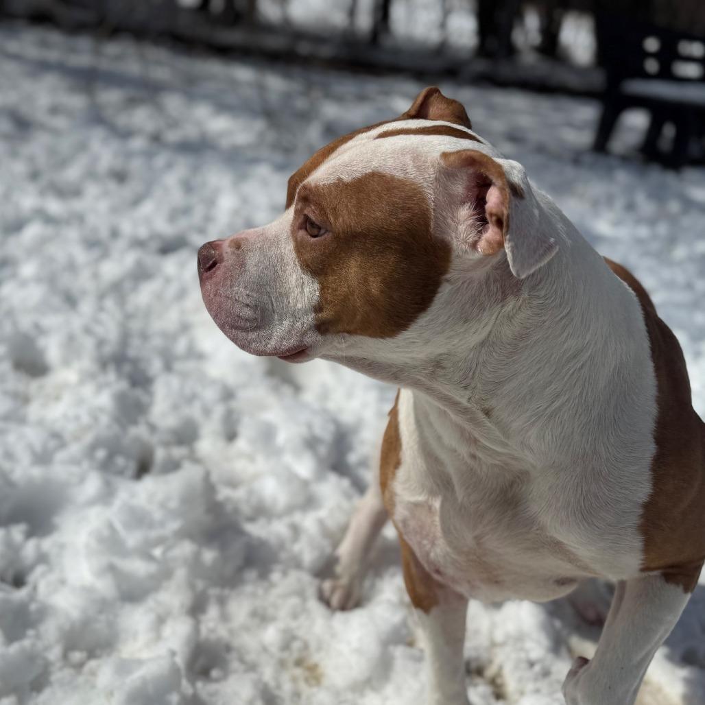 Enlarge Tony, a Adoptable Pit Bull Terrier in Ridgely, MD image 6/6