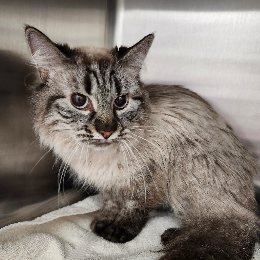 Millie, a Adoptable mixed breed in Ballston Spa, NY image 1/3