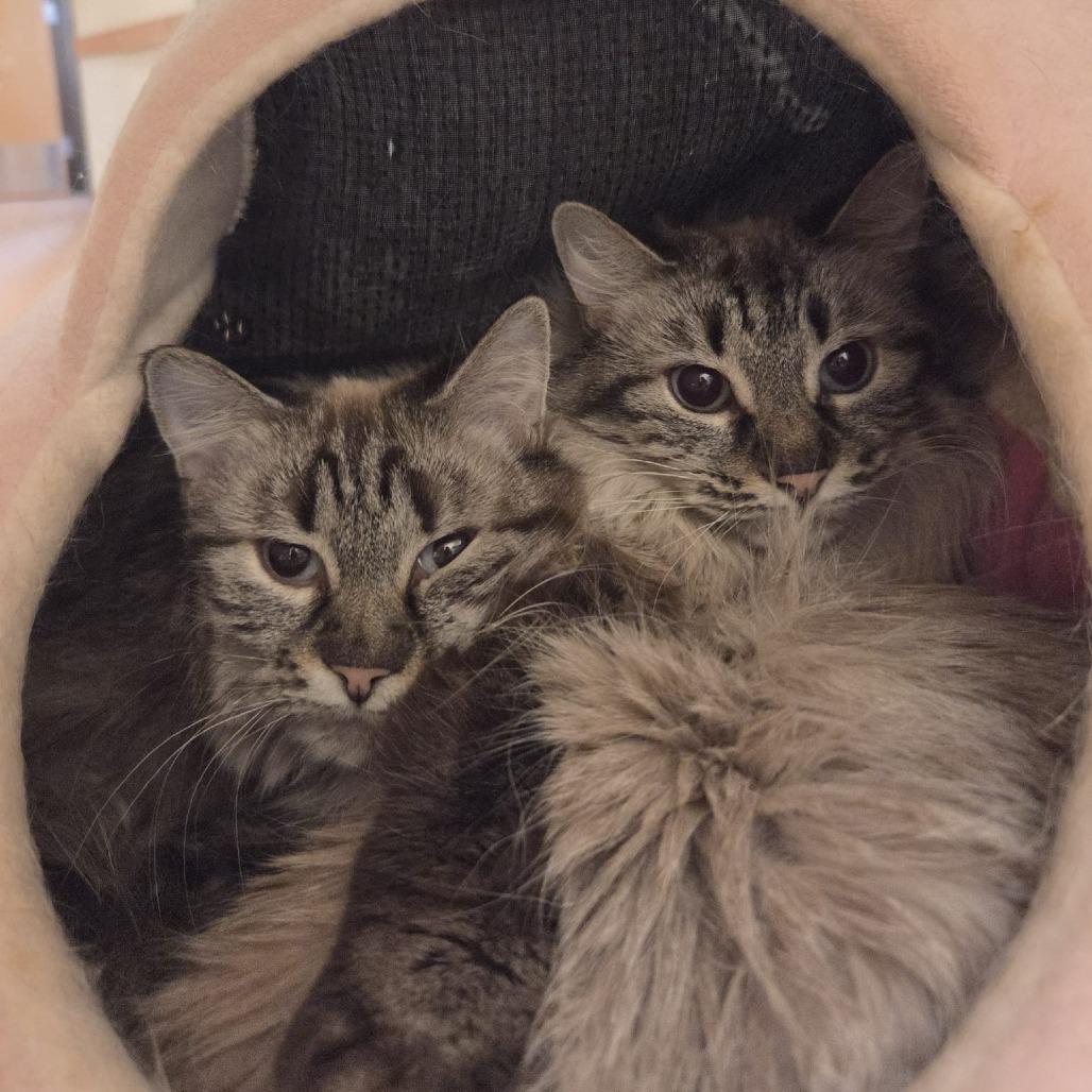 Millie, Adoptable, Senior Female Domestic Medium Hair & Siamese.