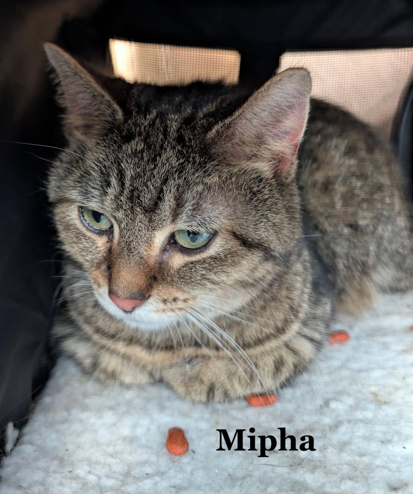 Mipha, Adoptable, Adult Female Domestic Short Hair & Tabby.