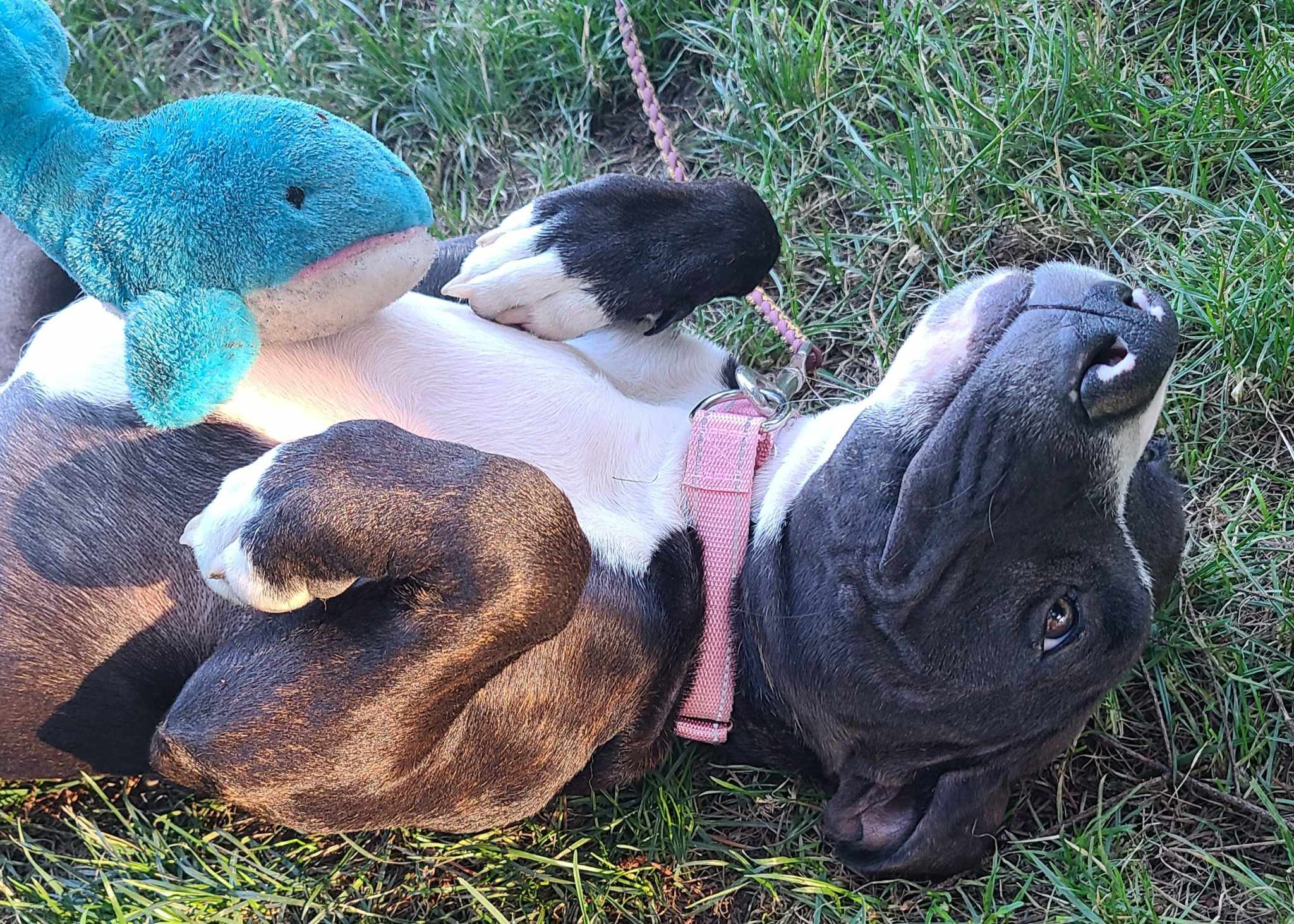 Dog for adoption a Catahoula Leopard Dog & Pit Bull Terrier