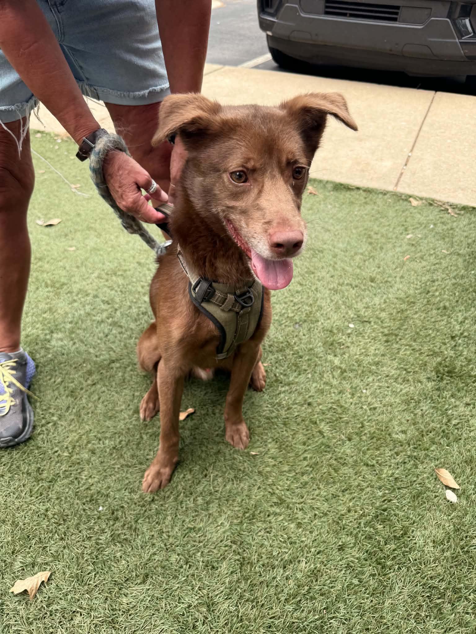 Whiskey, ADOPTABLE, Adult • Male, Labrador Retriever & Australian Kelpie.