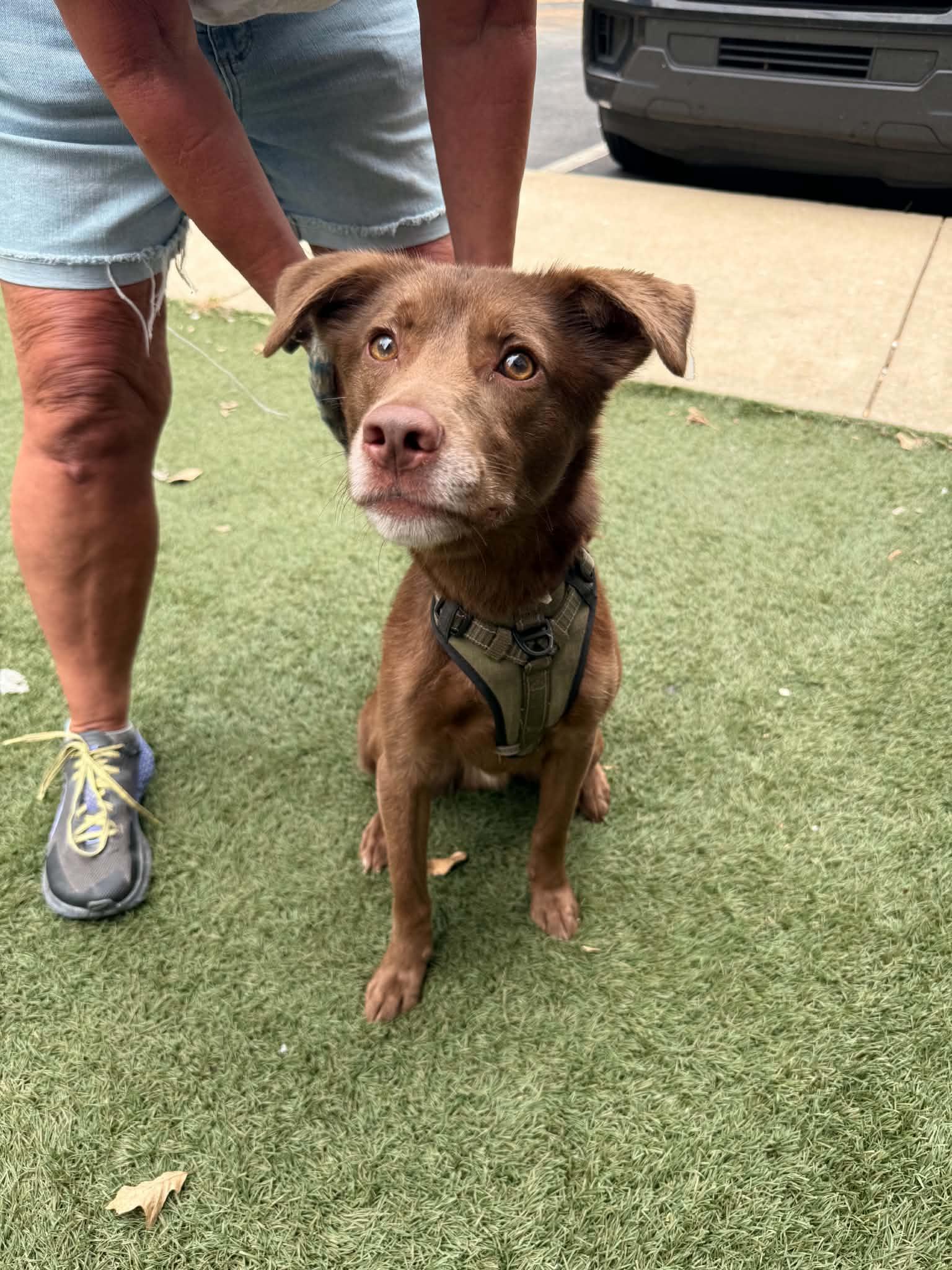 Enlarge Whiskey, a Adoptable mixed breed in Holly Springs, NC image 2/3