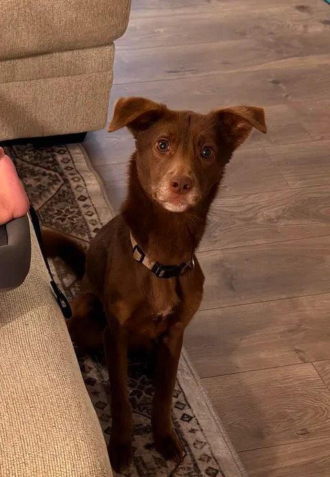 Enlarge Whiskey, a Adoptable mixed breed in Holly Springs, NC image 3/3
