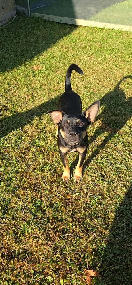 Manny, Adoptable, Puppy Male Mixed Breed.