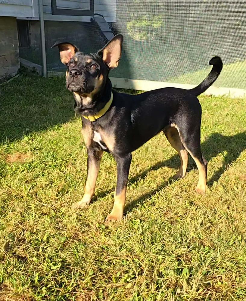 Manny, a Adoptable mixed breed in Trenton, ME image 2/2