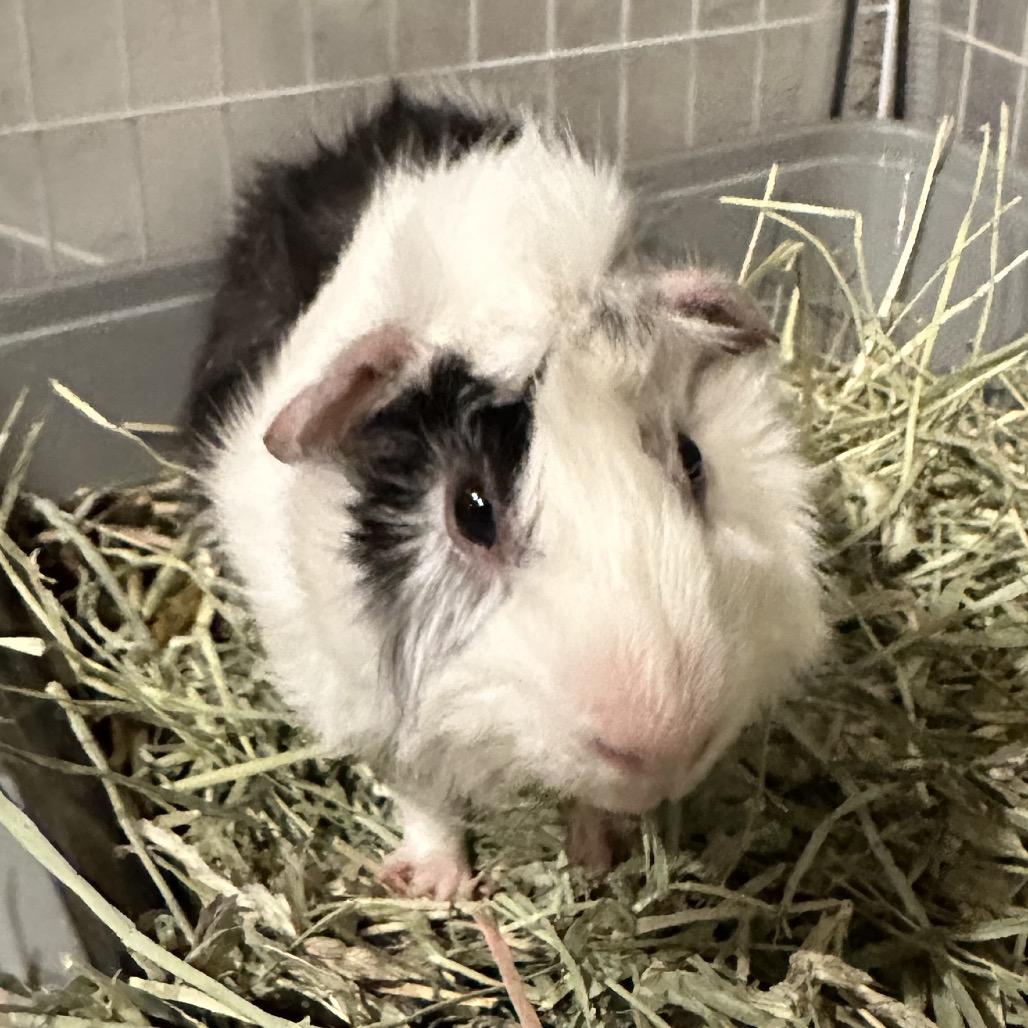 Merry (bonded with Pippin), Adoptable, Young Male Guinea Pig.