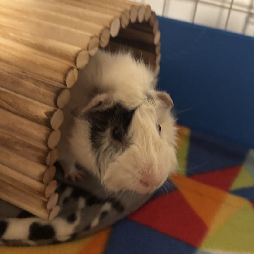 Enlarge Merry (bonded with Pippin), a Adoptable Guinea Pig in Decatur, GA image 2/2
