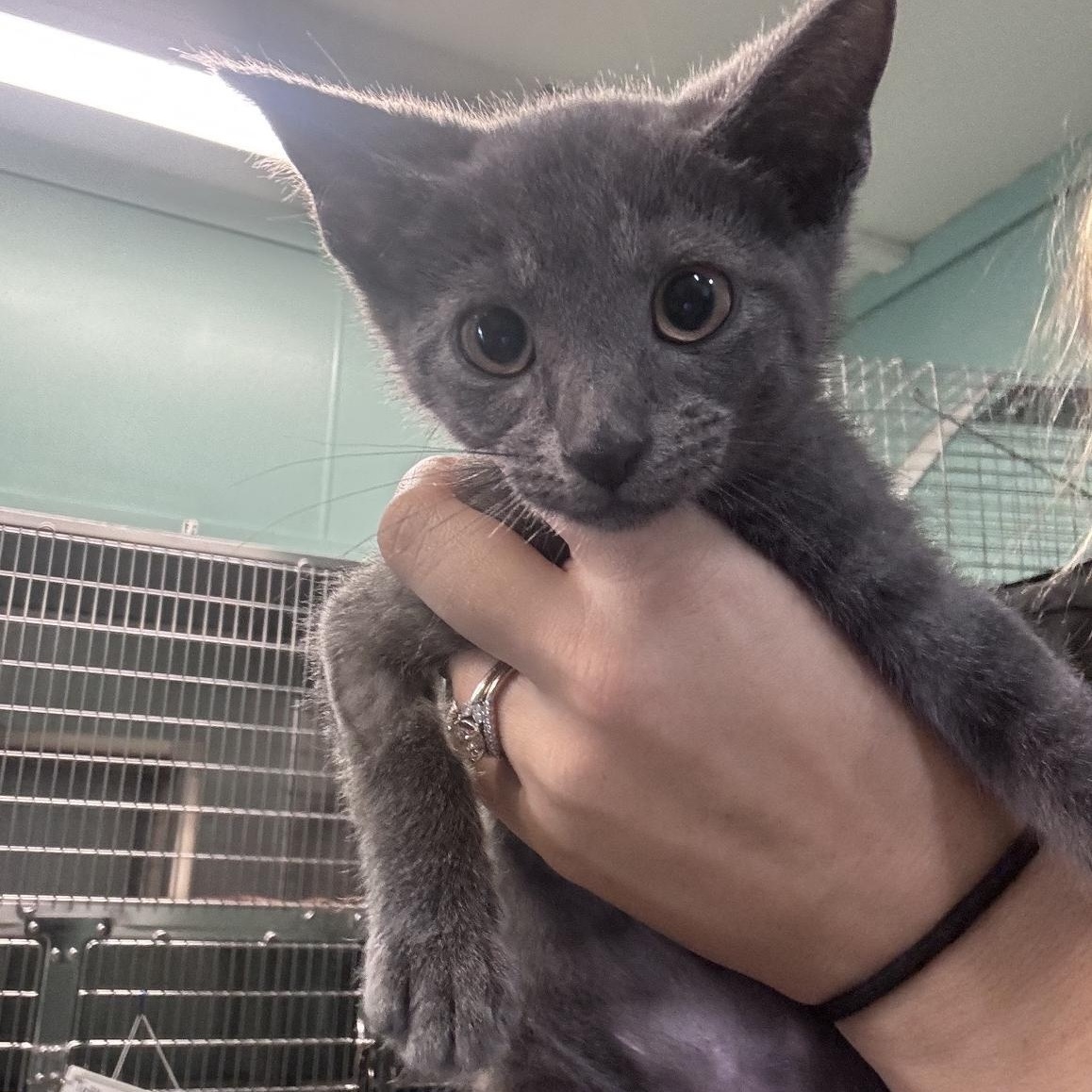 Cheerio, adopted, Kitten Female Domestic Short Hair.