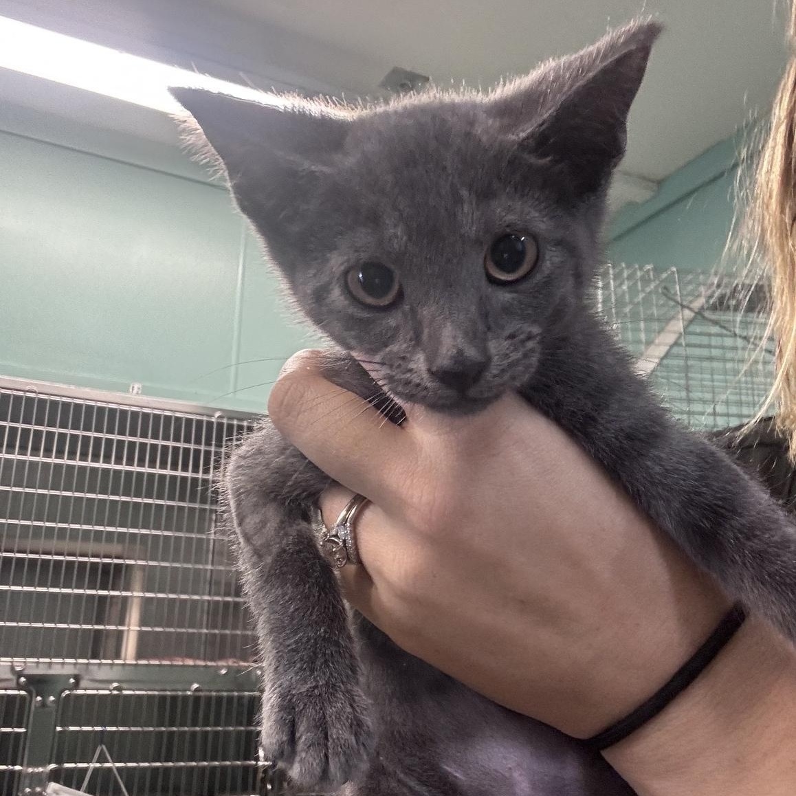 Enlarge Cheerio, an adopted Domestic Short Hair in Marion, NC image 3/3