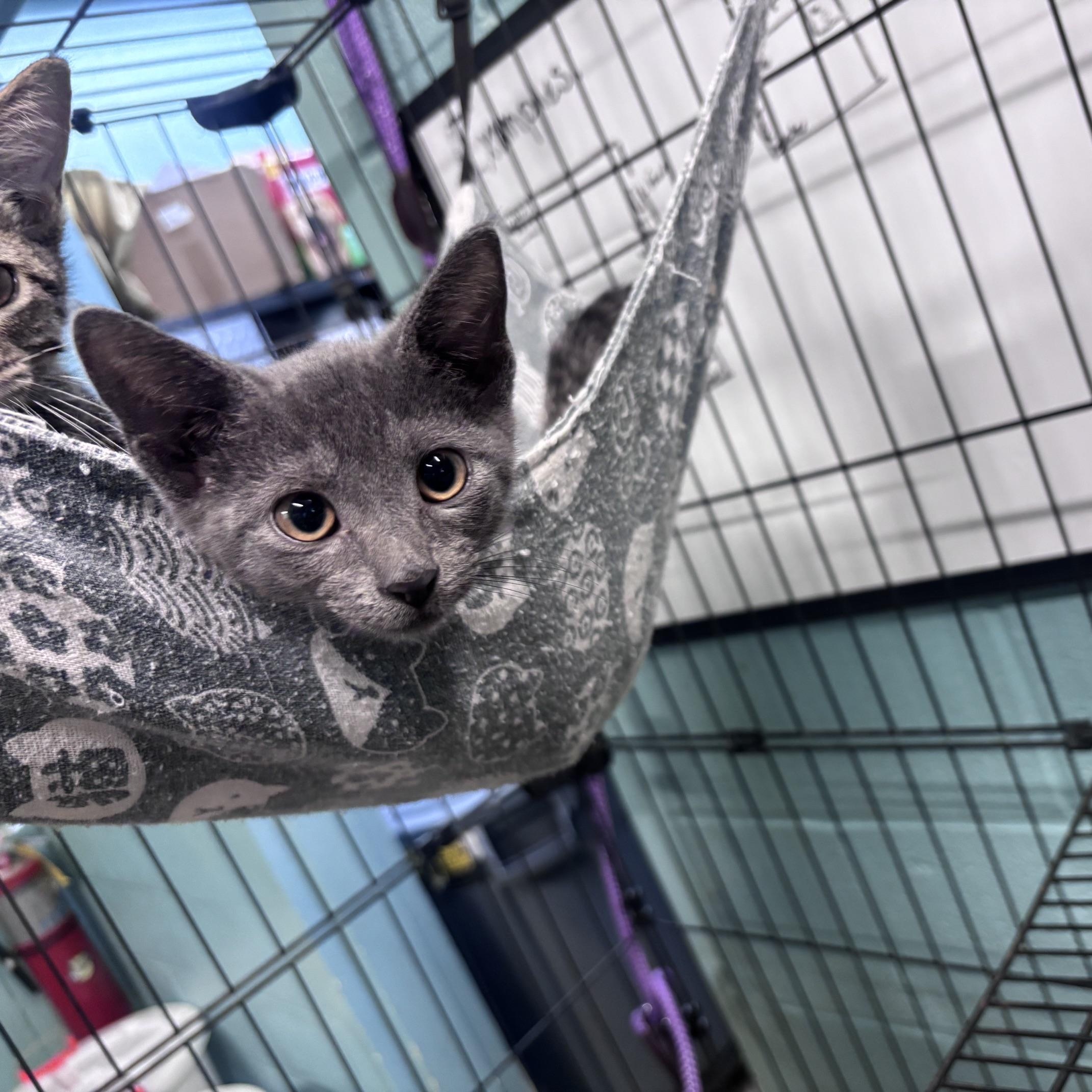 Enlarge Cheerio, an adopted Domestic Short Hair in Marion, NC image 2/3