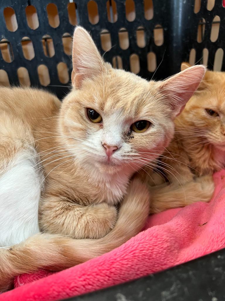 Spirit, Adoptable, Adult Male Domestic Short Hair.