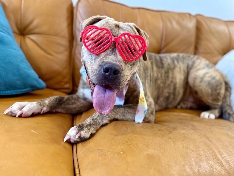 Poppy Happy Hop — thumbnail 3