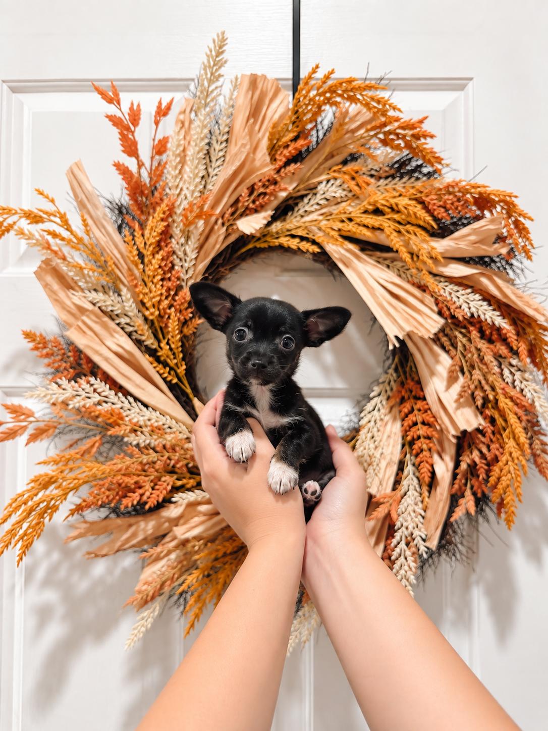 Enlarge Perry, a Adoptable Chihuahua in Goodyear, AZ image 1/1