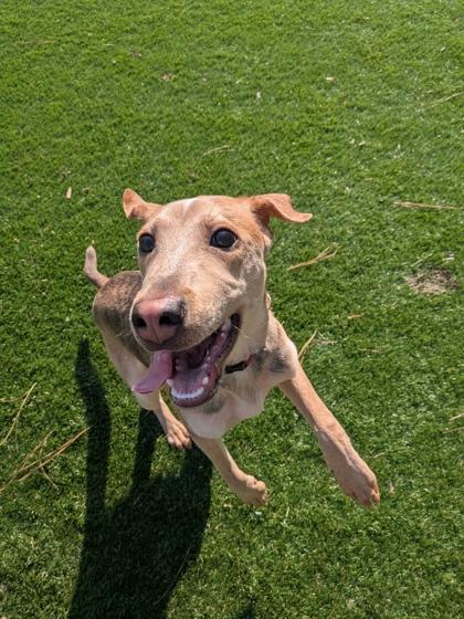 Enlarge Cicely, a Adoptable mixed breed in Louisburg, NC image 1/1