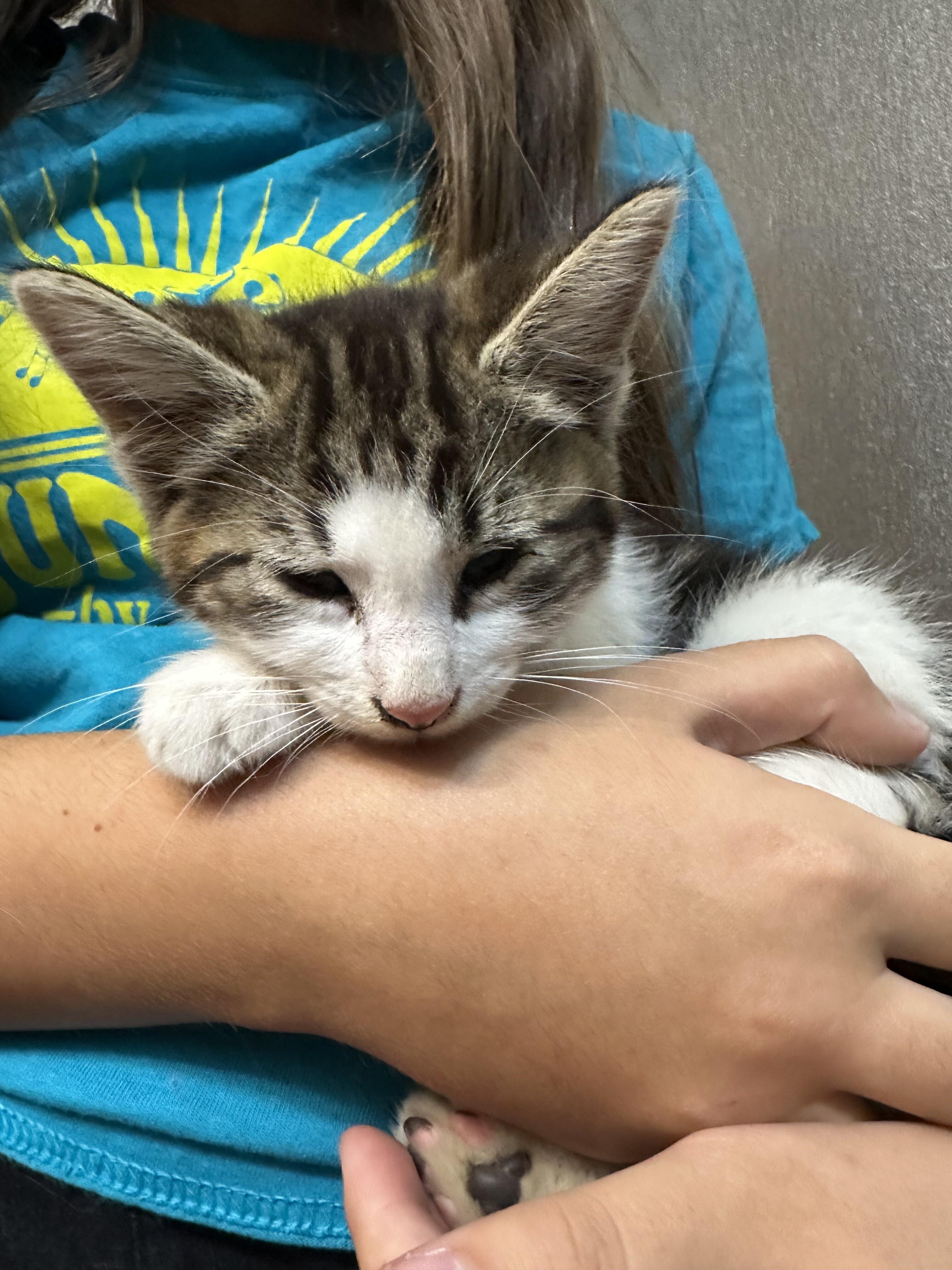 Enlarge Albus, a Adoptable American Shorthair in Kennewick, WA image 1/1