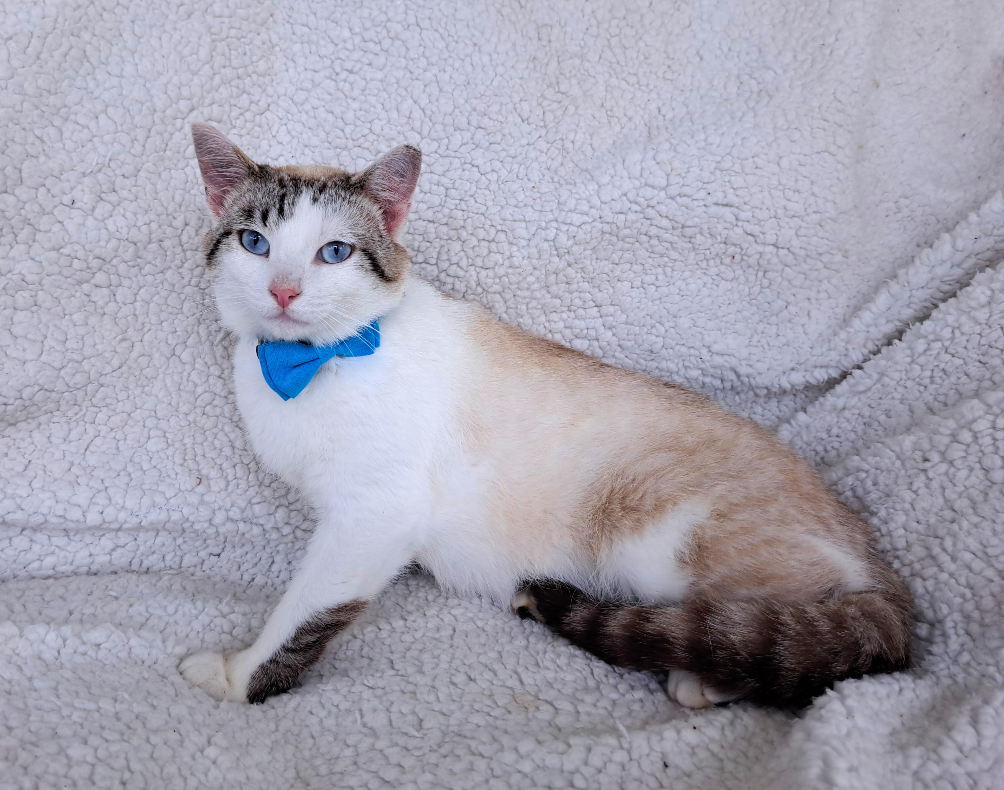 Billie, an adopted mixed breed in New Albany, OH image 2/6