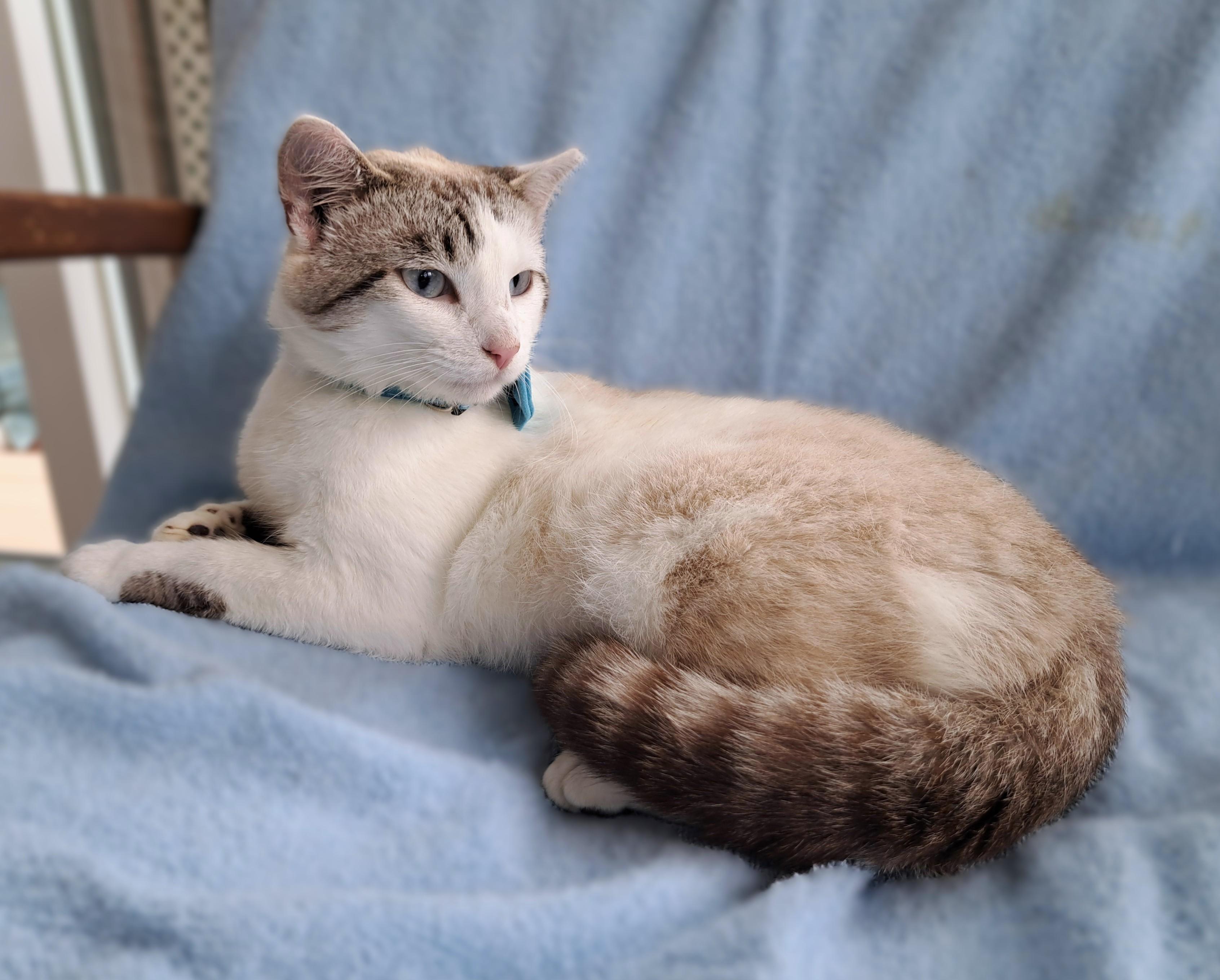 Billie, an adopted mixed breed in New Albany, OH image 6/6