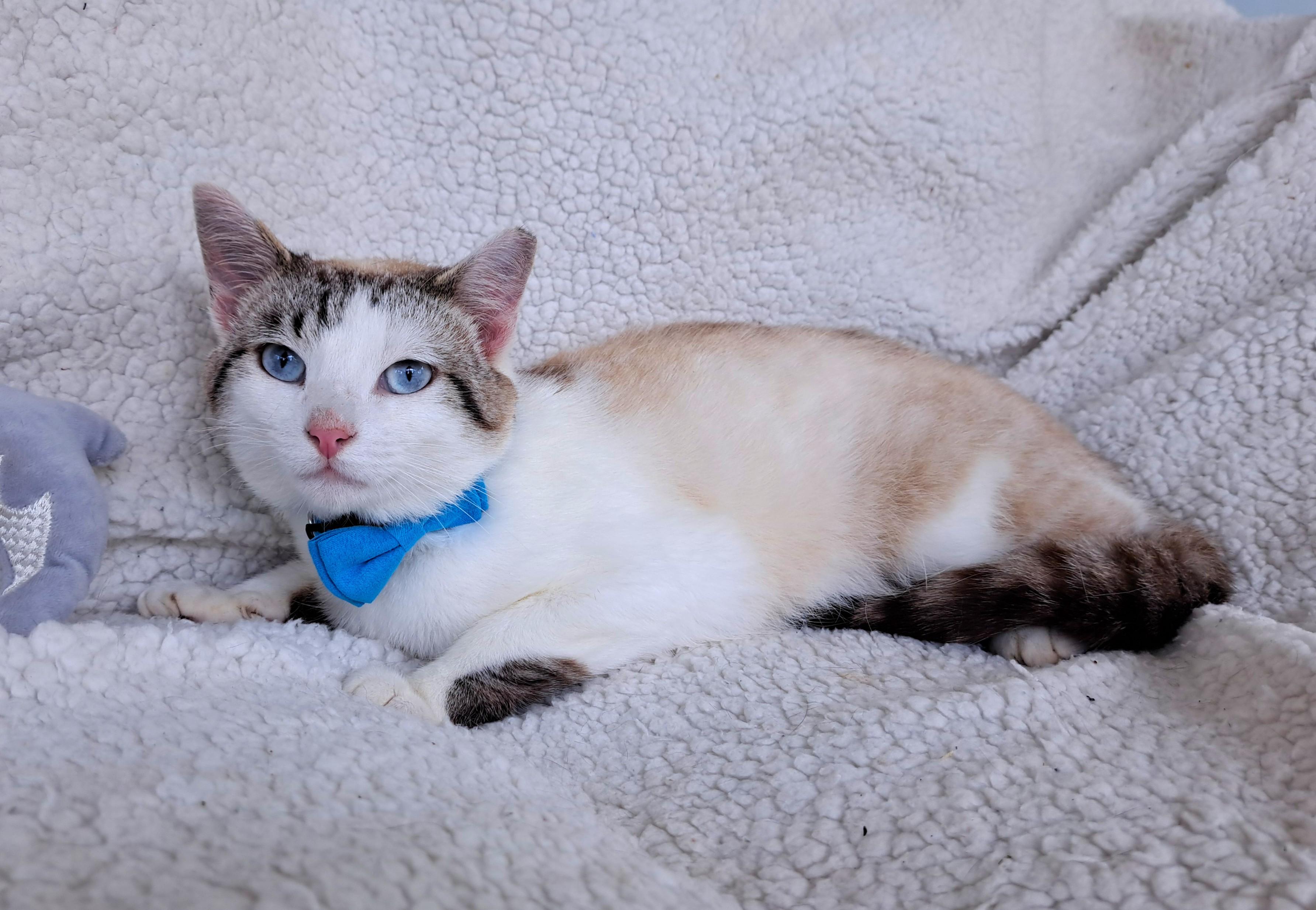 Billie, adopted, Young Male Siamese & Tabby.