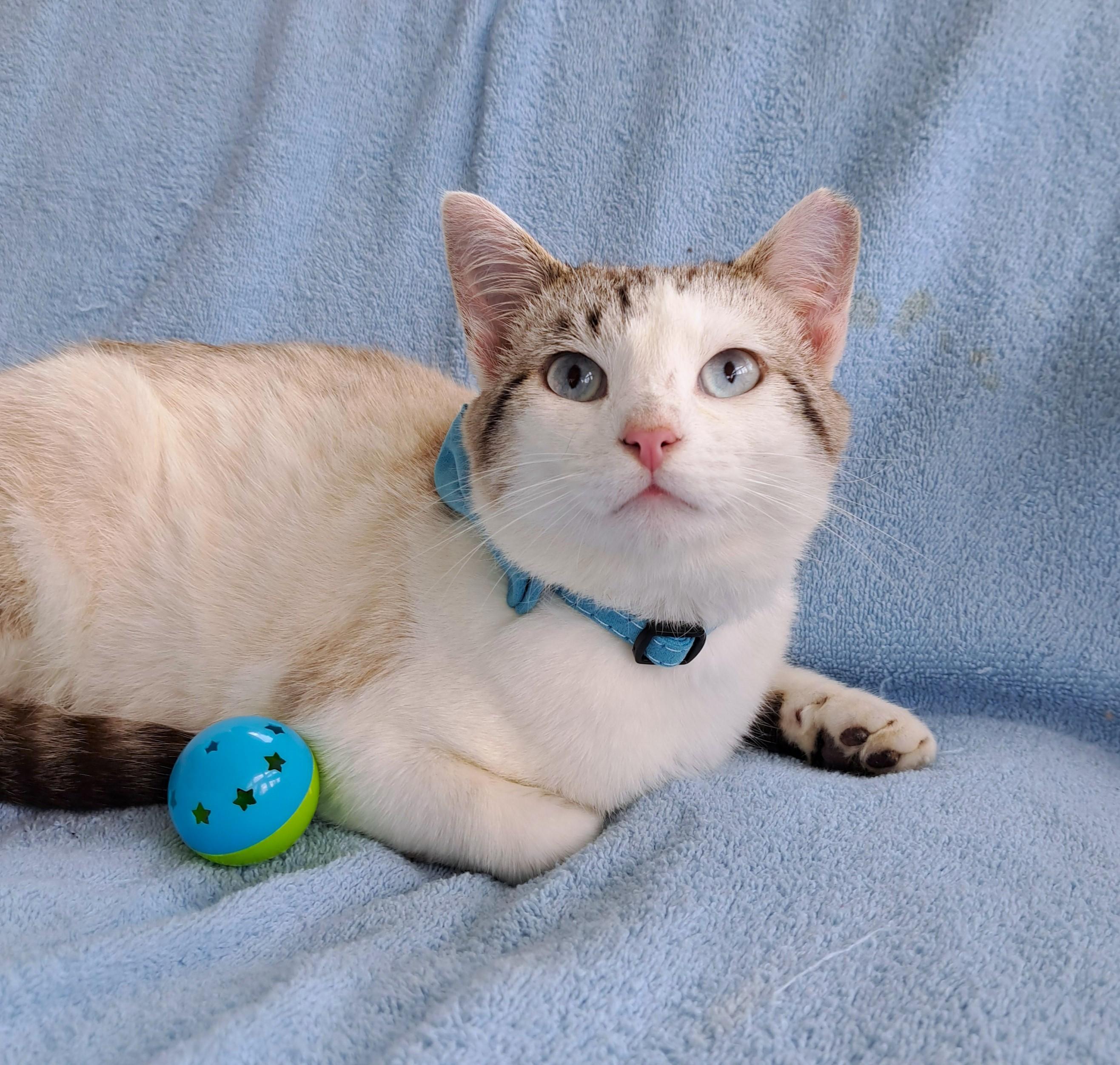 Billie, an adopted mixed breed in New Albany, OH image 4/6