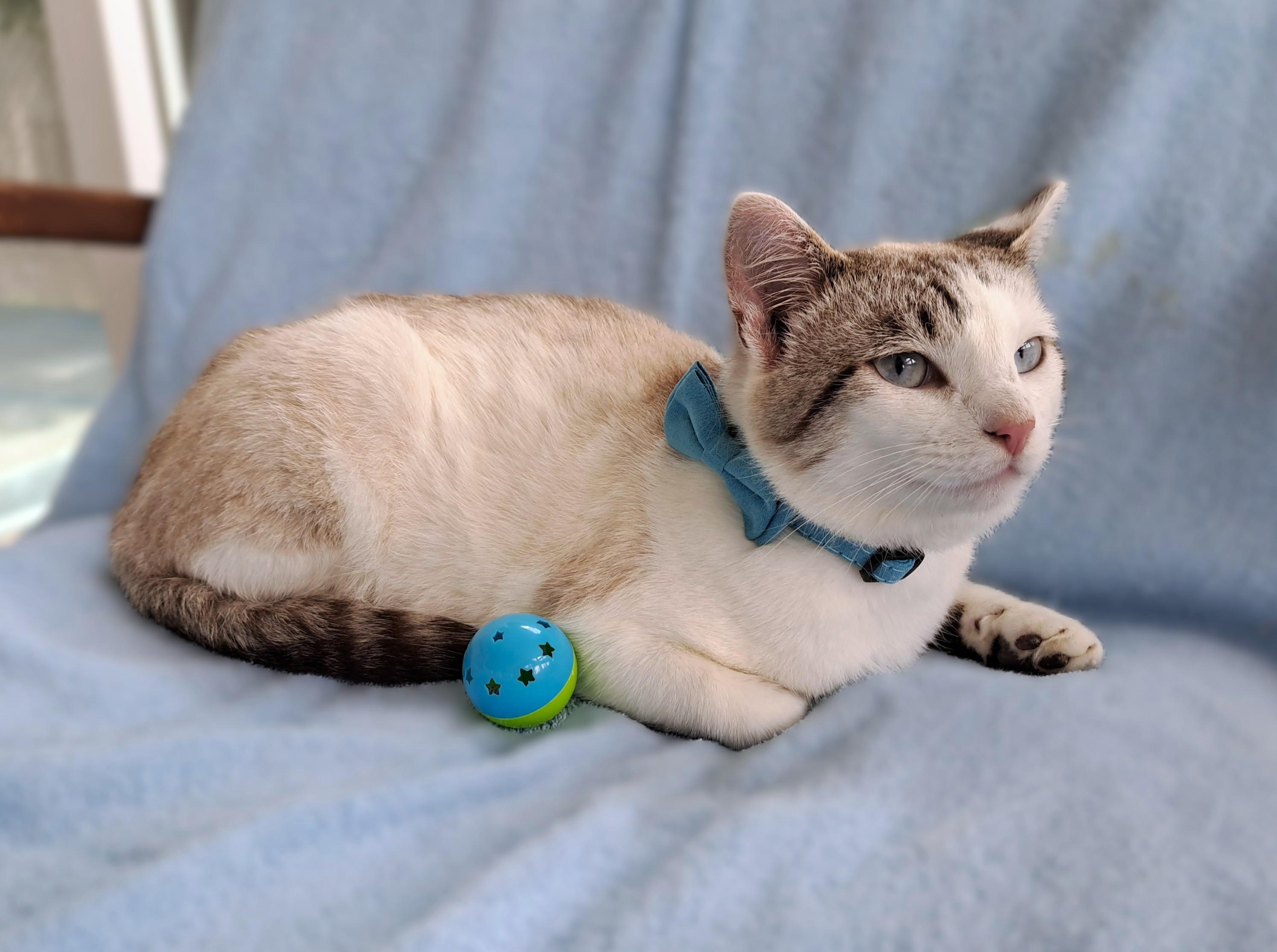 Billie, an adopted mixed breed in New Albany, OH image 5/6