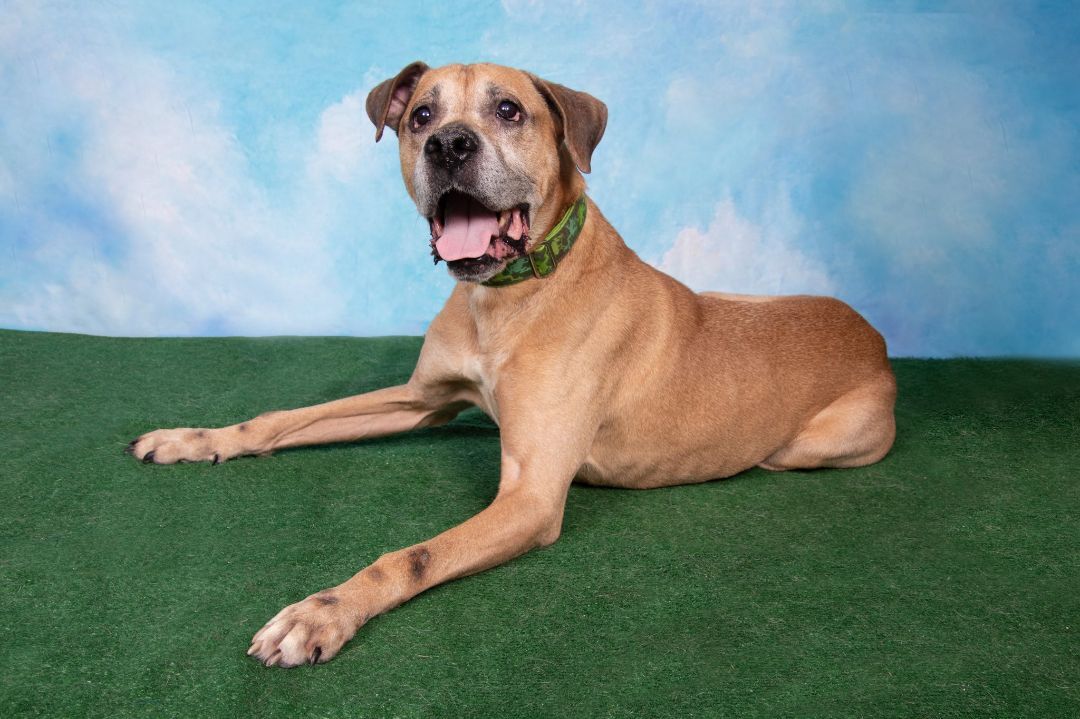 Troy, a Adoptable mixed breed in Cleveland, OH image 1/2