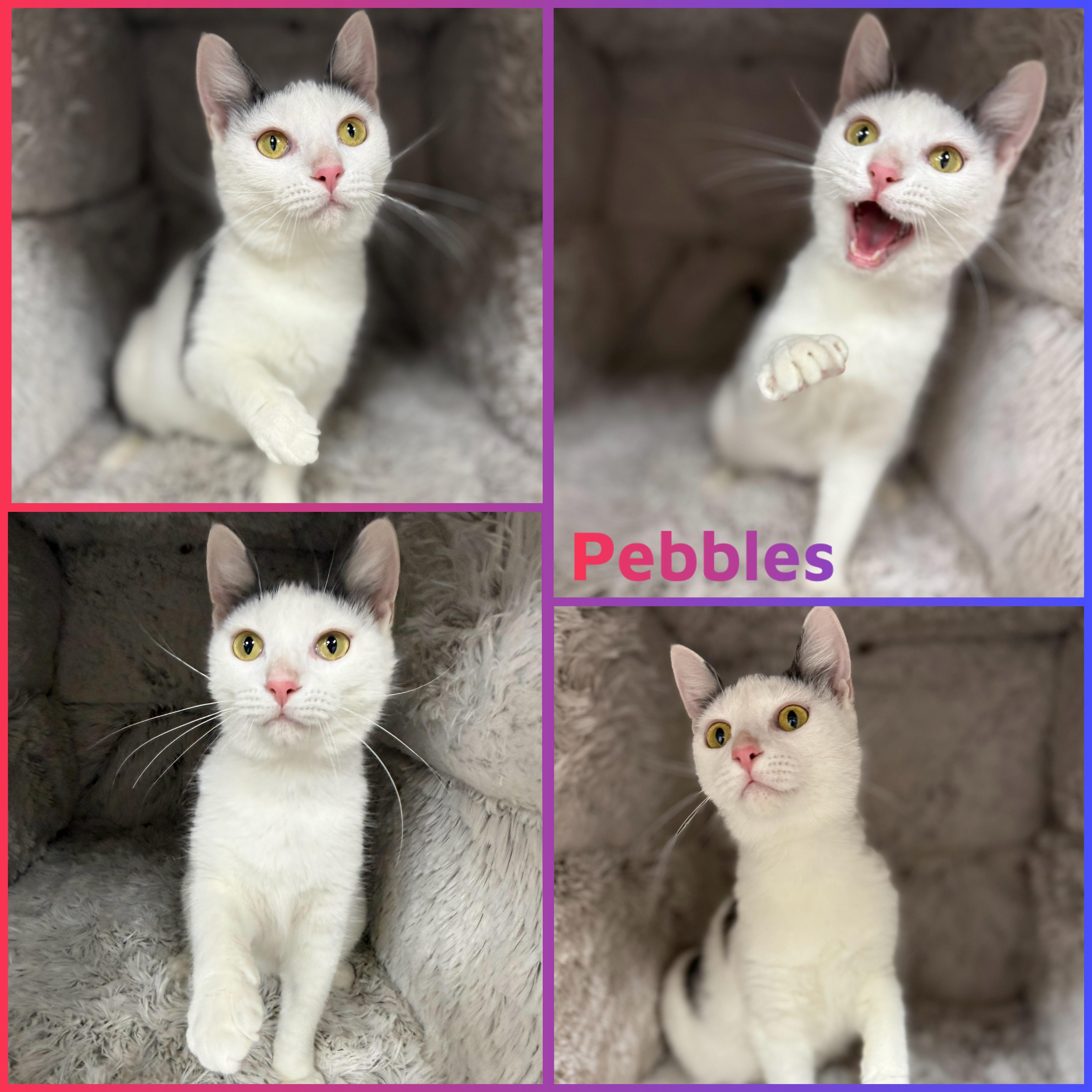Pebbles, ADOPTABLE, Young Female Domestic Short Hair.