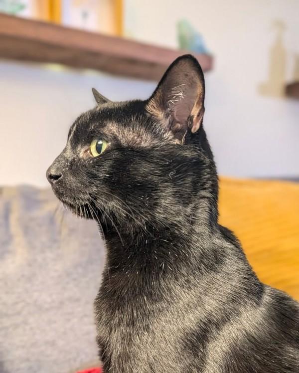 Gordon, Adoptable, Adult Male Domestic Short Hair.
