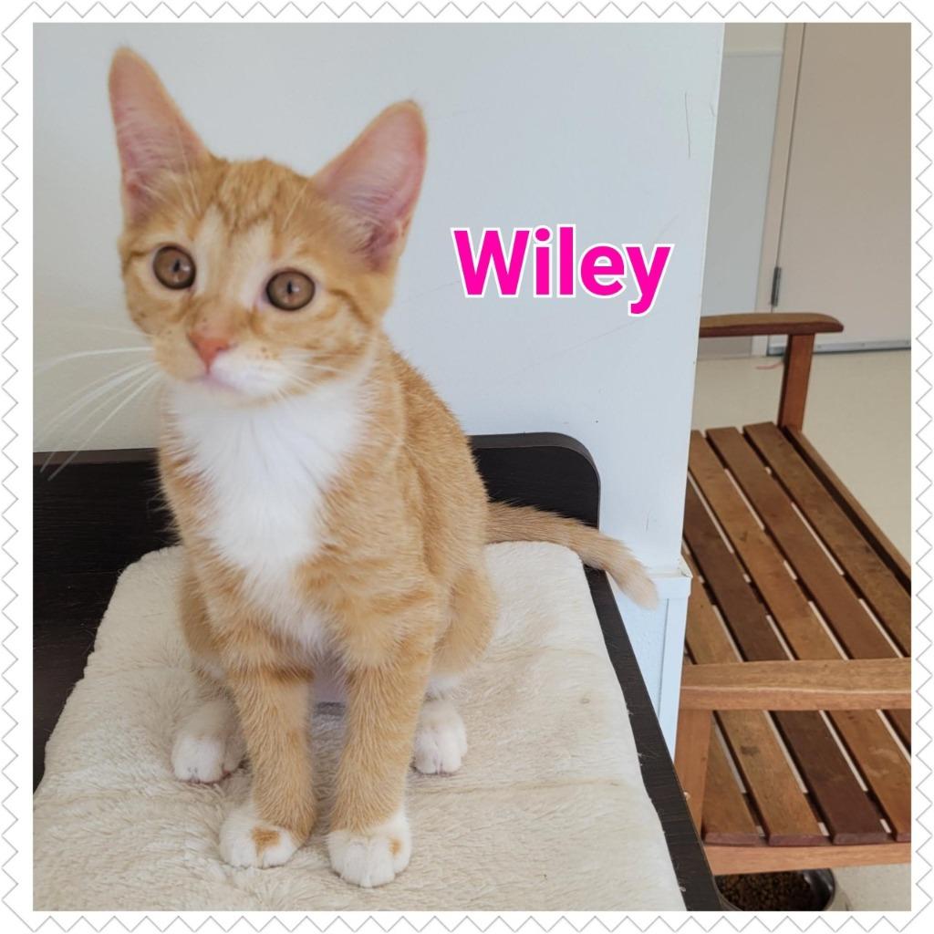 Wiley, Adopted, Adult Female Domestic Short Hair.
