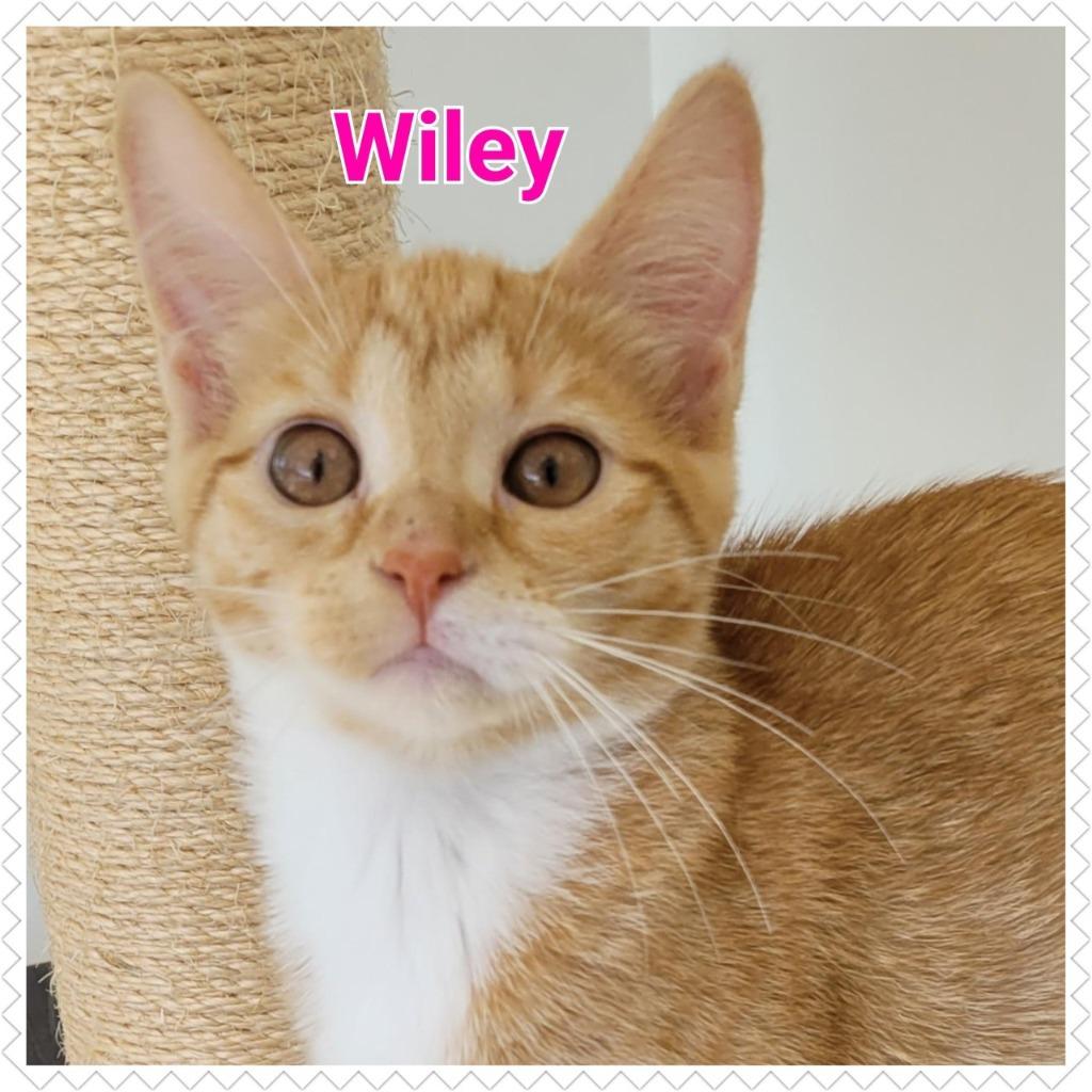 Enlarge Wiley, a Adopted mixed breed in North Saint Paul, MN image 2/2