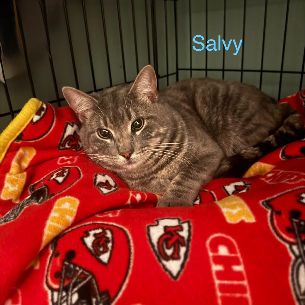 Salvy