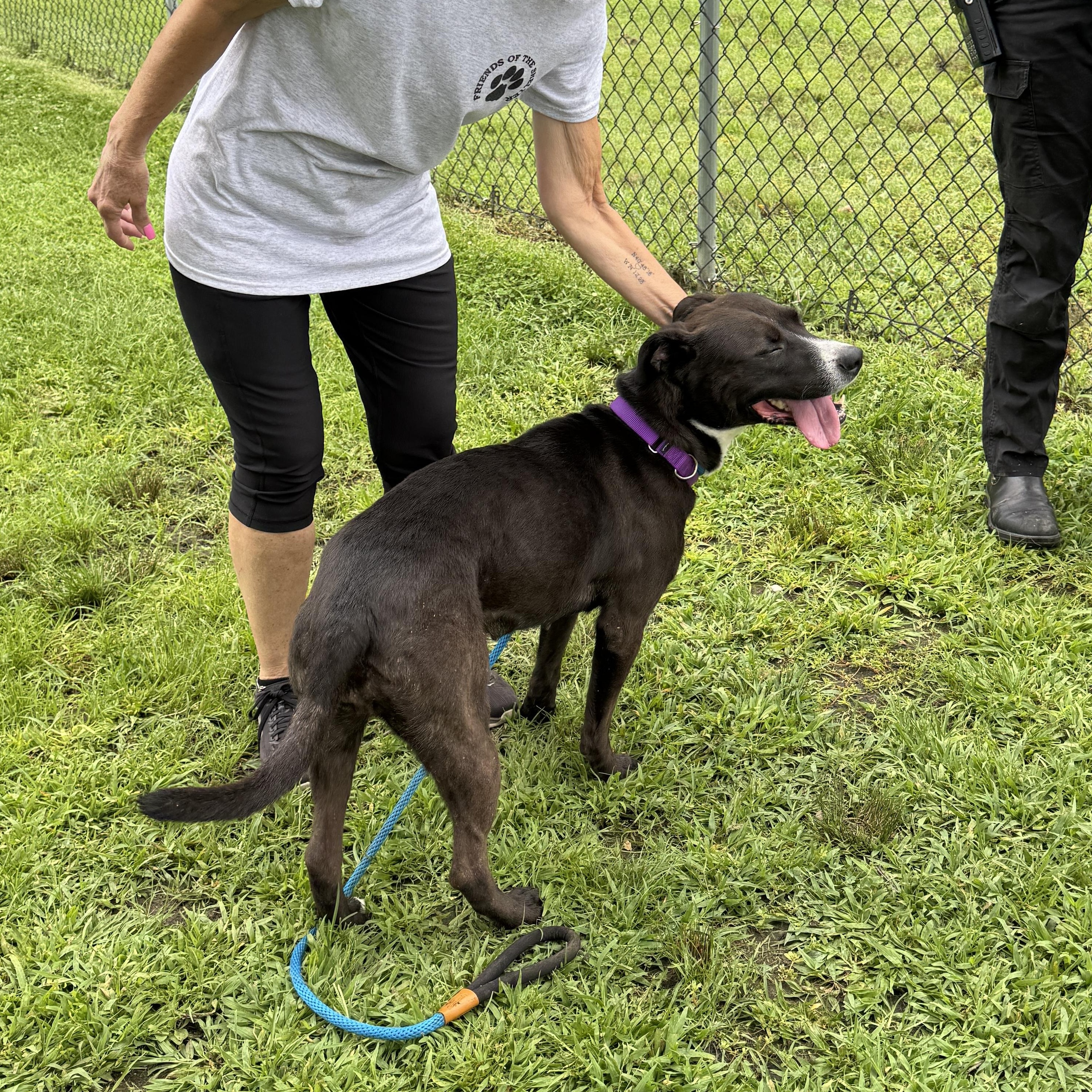 MEET FERN - Beautiful lab /terrier mix, loves to be out & about COURTESY POSTING WAYNE NJ, ADOPTABLE, Adult Female Terrier & Labrador Retriever.