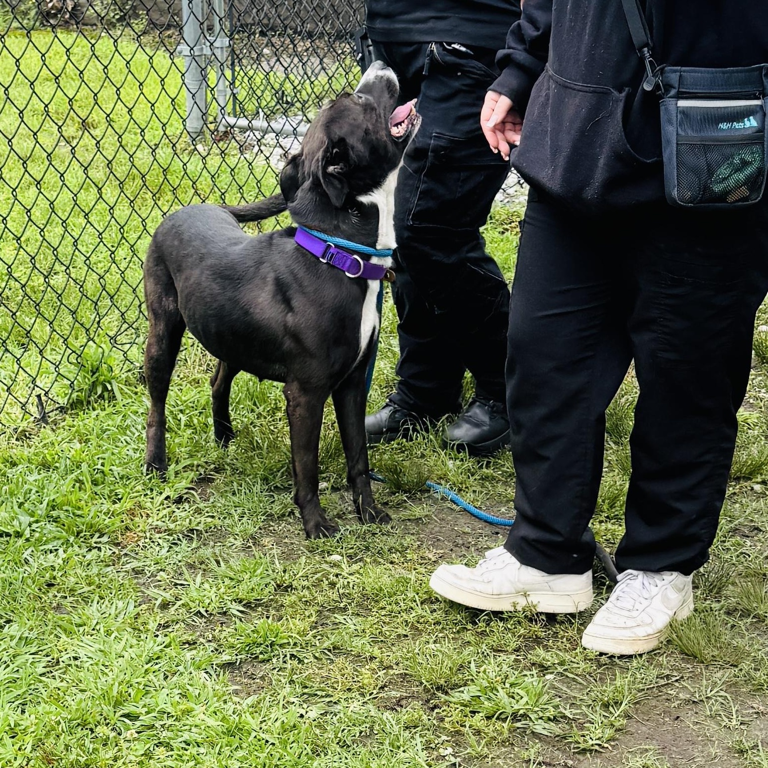 Enlarge MEET FERN - Beautiful lab /terrier mix, loves to be out & about COURTESY POSTING WAYNE NJ, a ADOPTABLE mixed breed in Clifton, NJ image 6/6