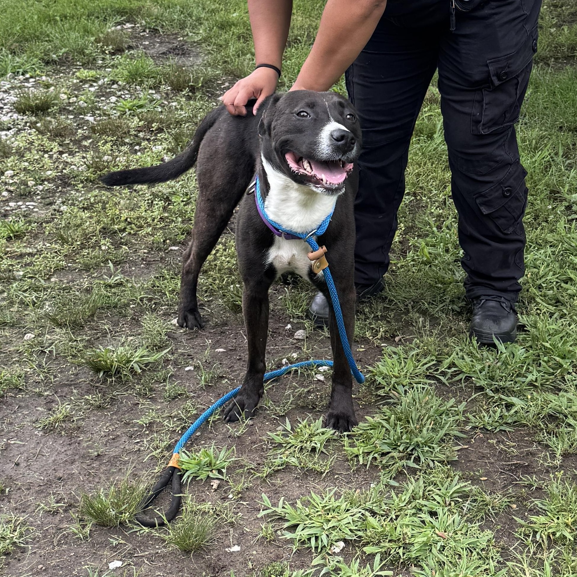 Enlarge MEET FERN - Beautiful lab /terrier mix, loves to be out & about COURTESY POSTING WAYNE NJ, a ADOPTABLE mixed breed in Clifton, NJ image 3/6