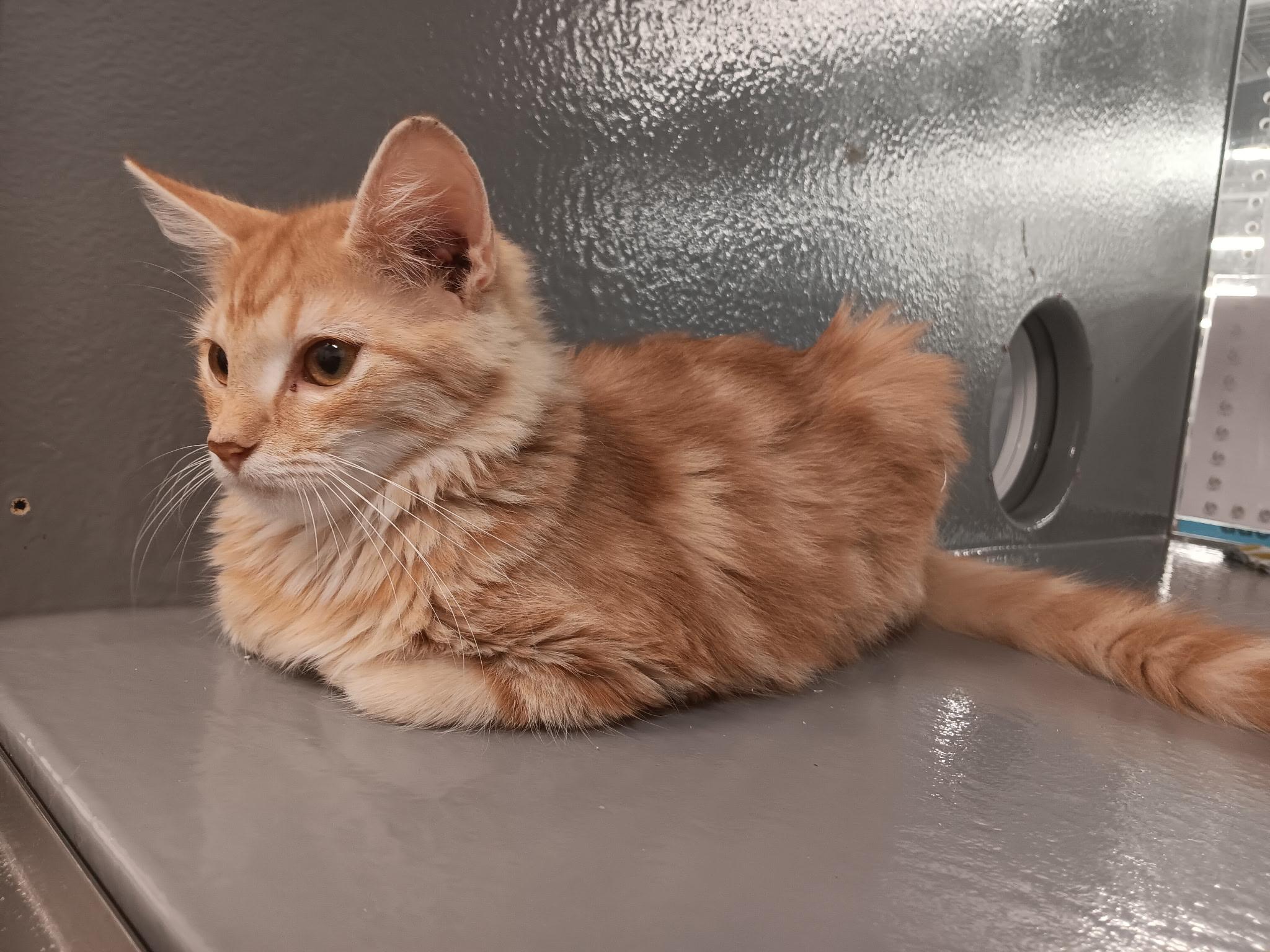Enlarge Gypsy, a Adopted mixed breed in North East, MD image 4/4