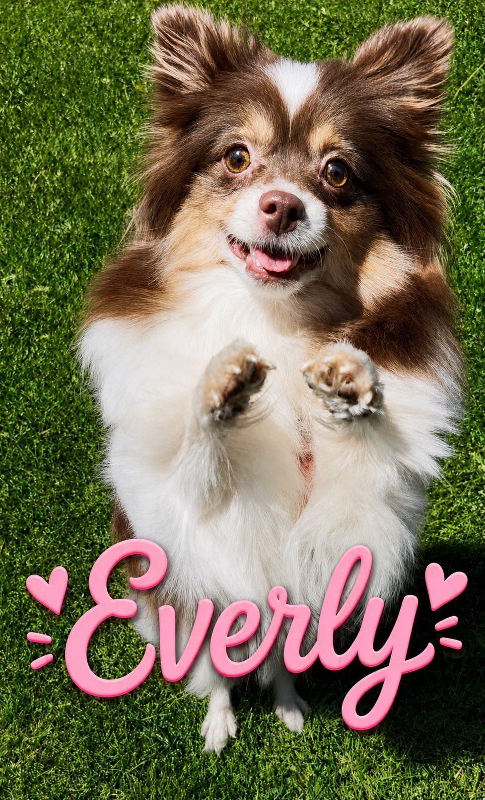 Everly, ADOPTABLE, Adult Female Pomeranian.