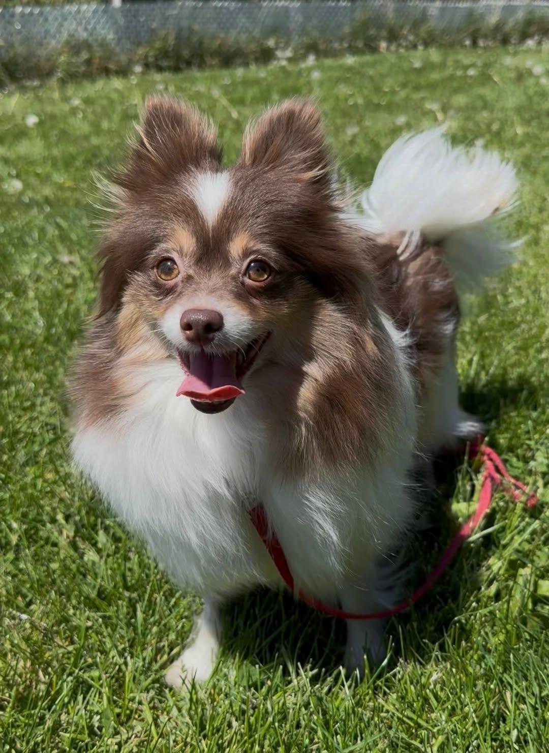 Enlarge Everly, a ADOPTABLE Pomeranian in Decorah, IA image 3/5