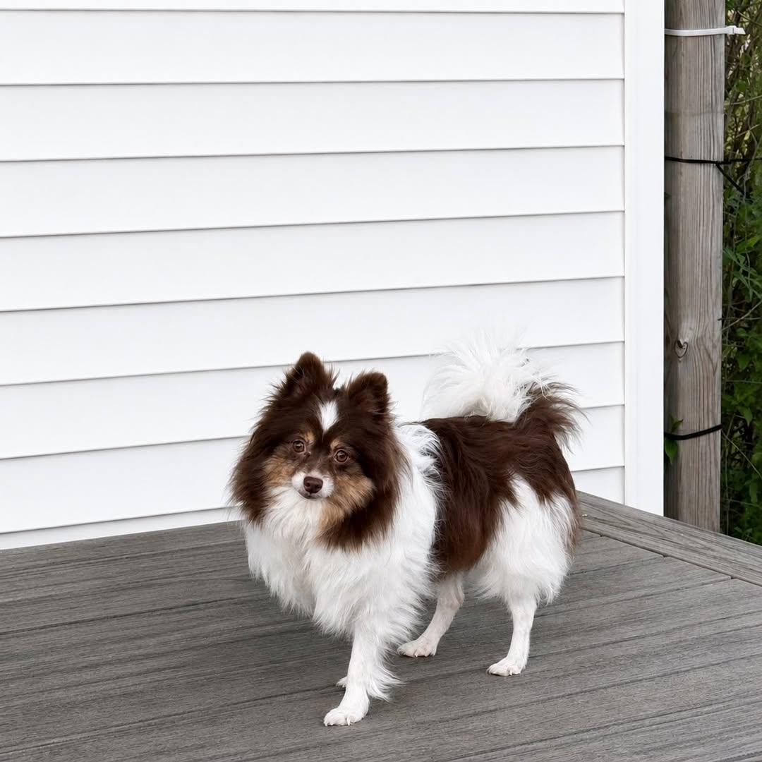 Enlarge Everly, a ADOPTABLE Pomeranian in Decorah, IA image 5/5