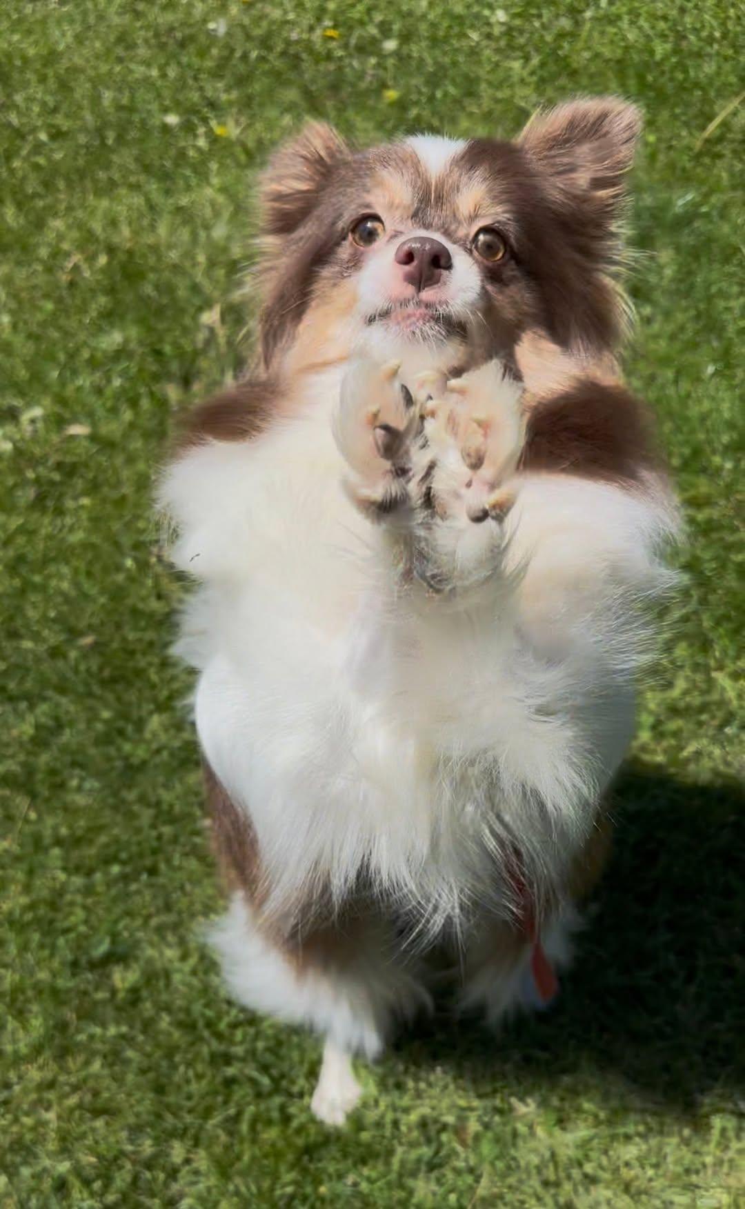 Enlarge Everly, a ADOPTABLE Pomeranian in Decorah, IA image 4/5