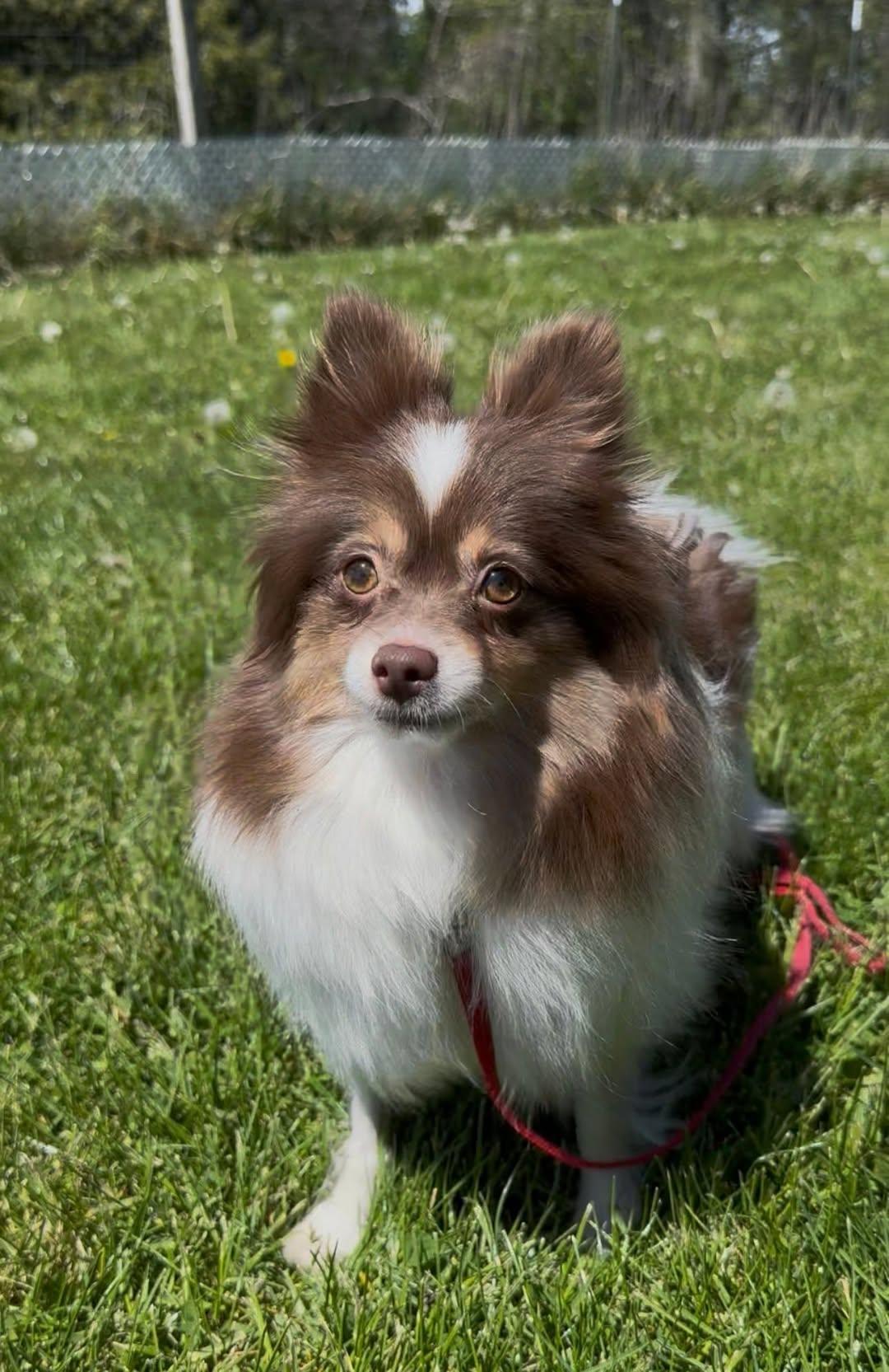 Enlarge Everly, a ADOPTABLE Pomeranian in Decorah, IA image 2/5