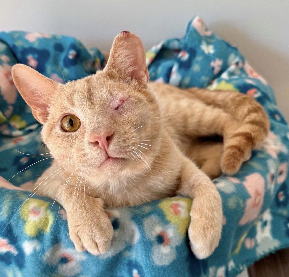 Captain Jack, a Adoptable Domestic Short Hair in Cuyahoga Falls, OH image 1/2