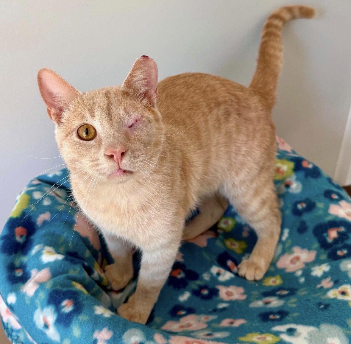 Captain Jack, a Adoptable Domestic Short Hair in Cuyahoga Falls, OH image 2/2