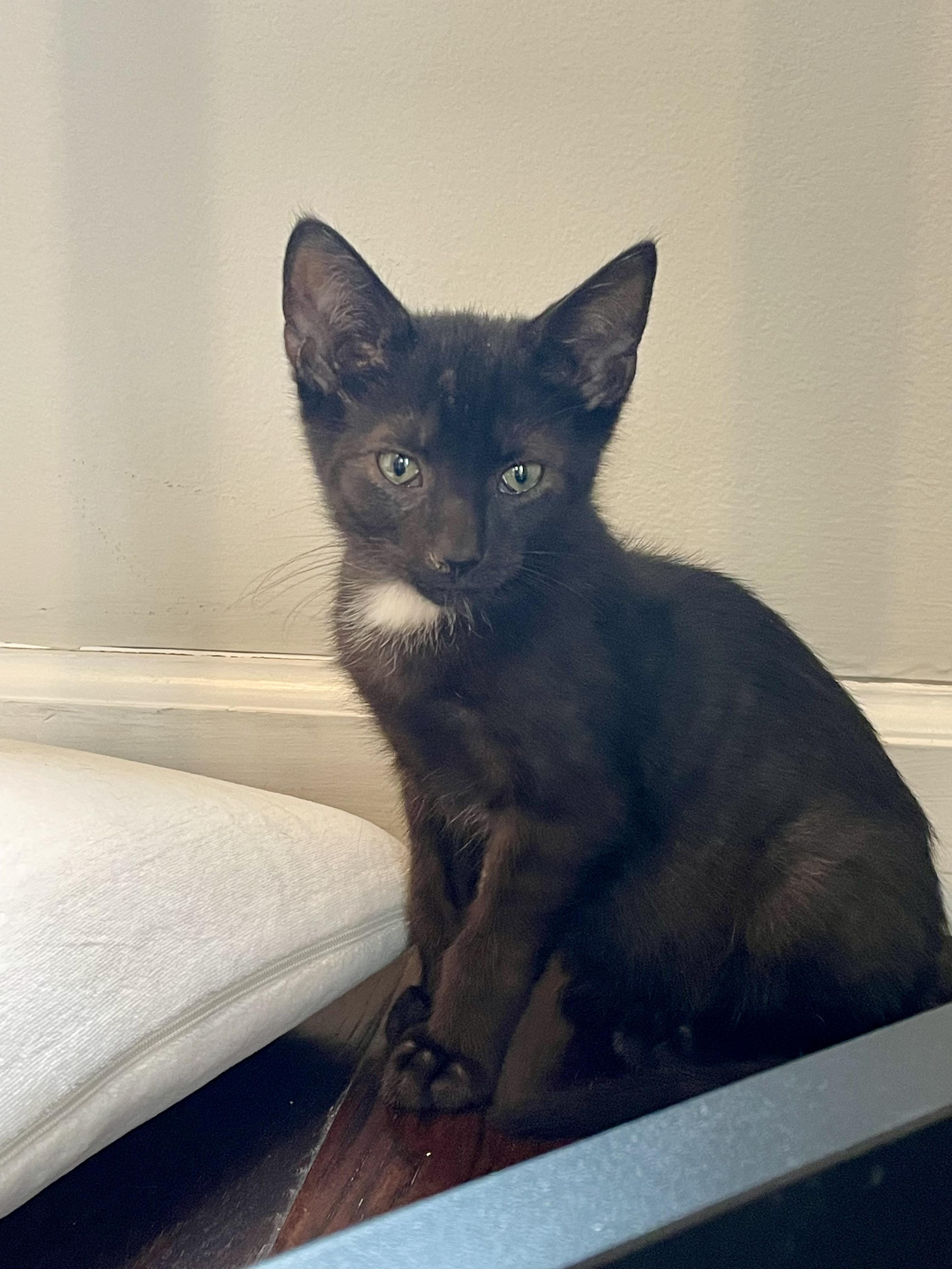 Enlarge Denali, an adopted Domestic Short Hair in Haddon Heights, NJ image 2/3