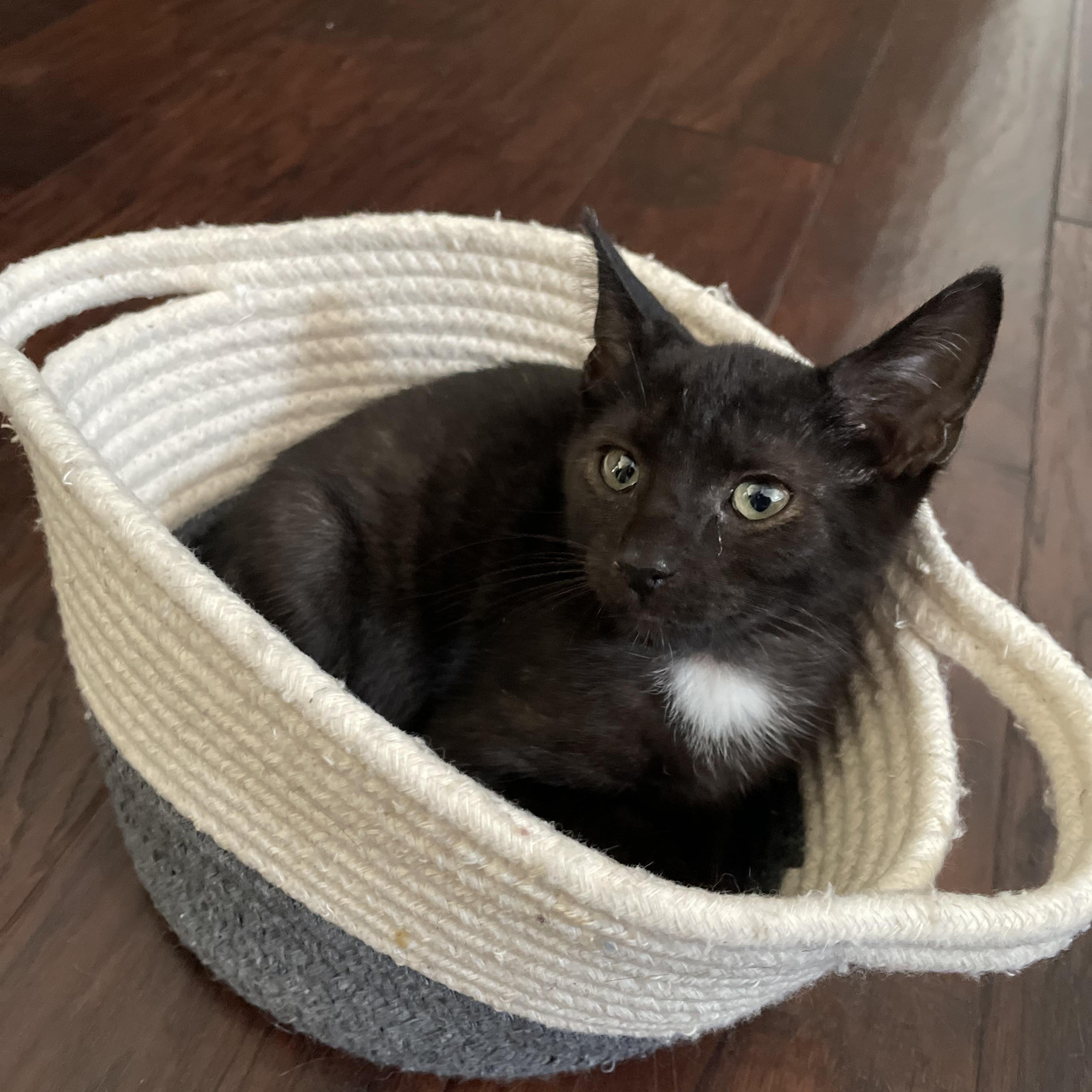 Denali, adopted, Kitten Male Domestic Short Hair.