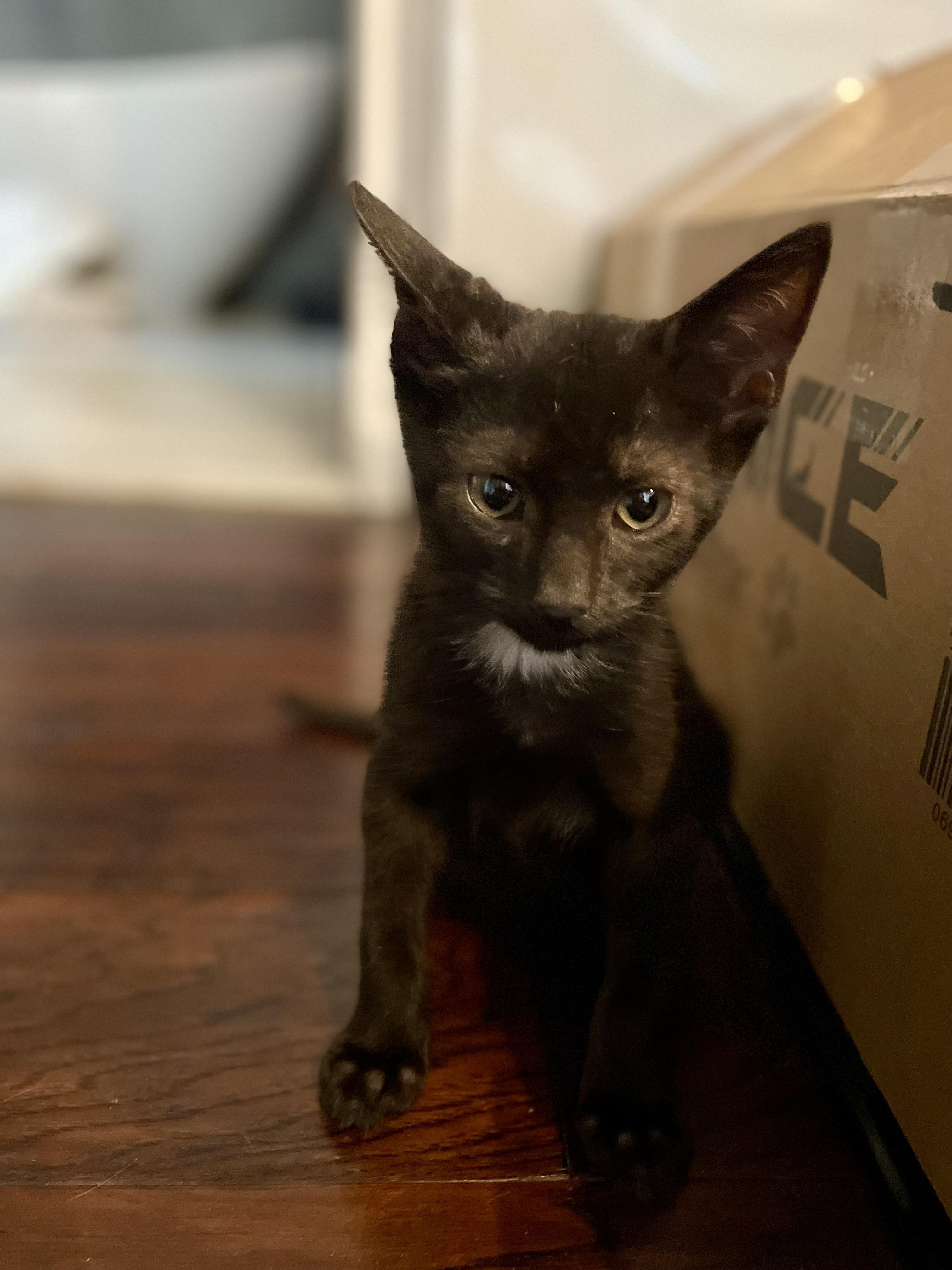 Enlarge Denali, an adopted Domestic Short Hair in Haddon Heights, NJ image 3/3
