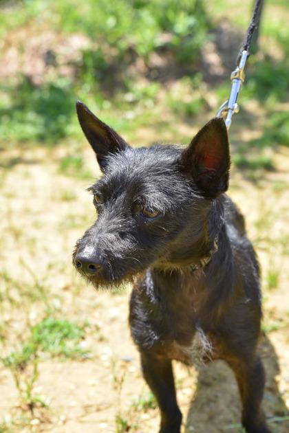 Pelusa, Young Female Terrier