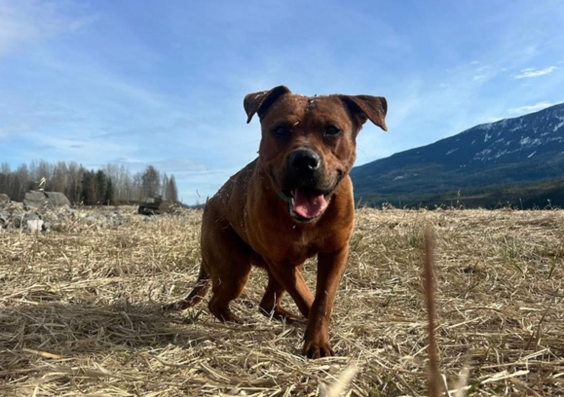 Winnie, a ADOPTABLE mixed breed in Calgary, AB image 6/6