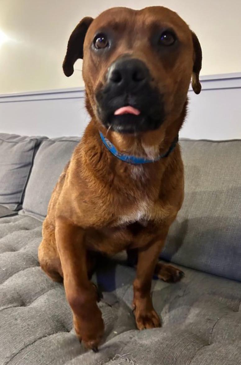 Winnie, a ADOPTABLE mixed breed in Calgary, AB image 5/6