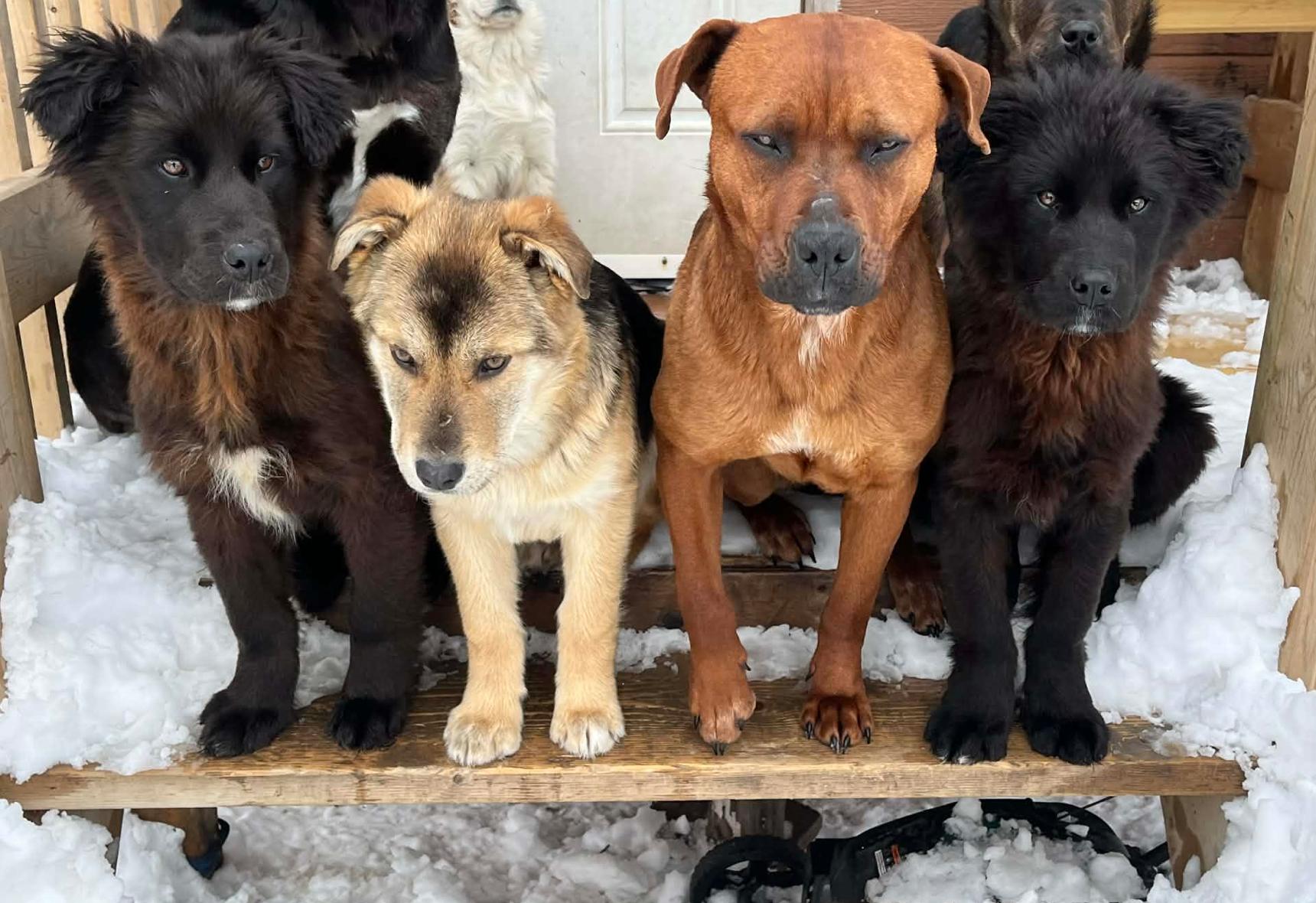 Enlarge Winnie, a ADOPTABLE mixed breed in Calgary, AB image 3/4