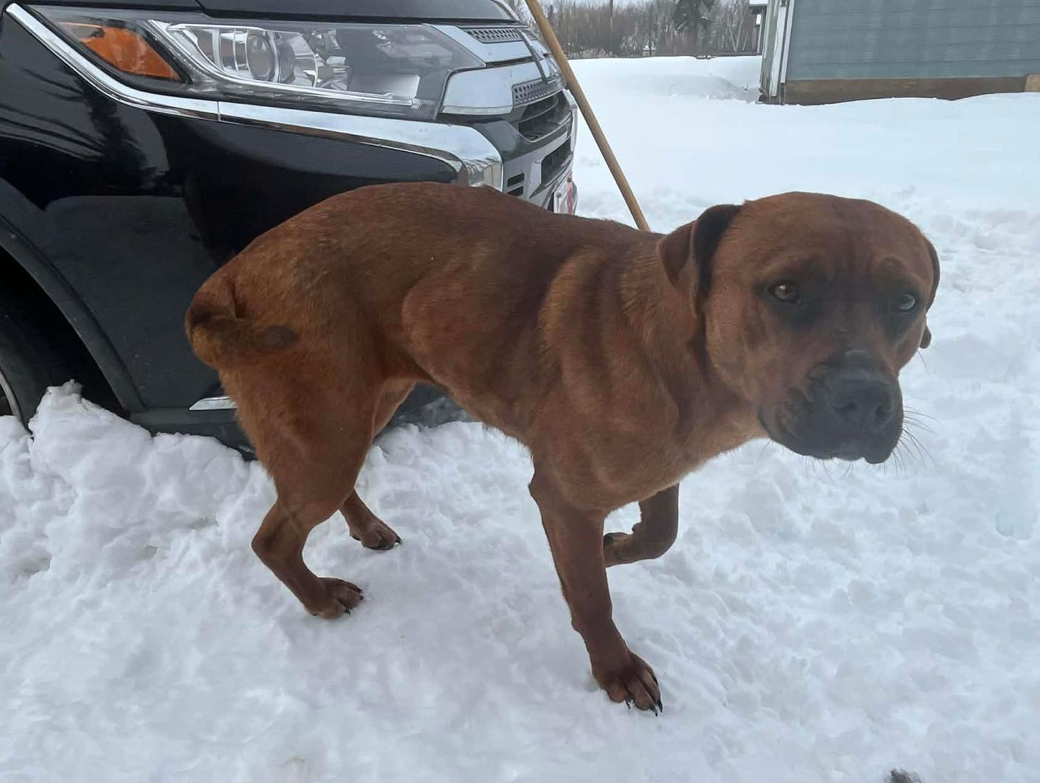 Enlarge Winnie, a ADOPTABLE mixed breed in Calgary, AB image 4/4